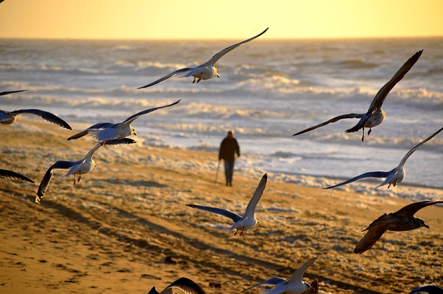 hombre en la playa gaviotas volando