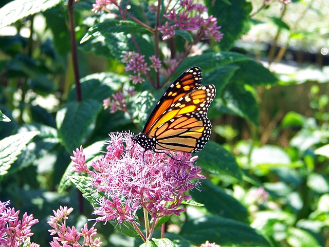 mariposa transformación