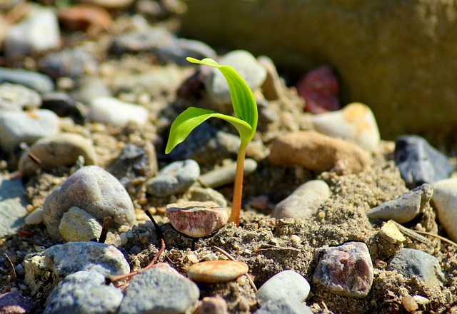 crecimiento y gestacion