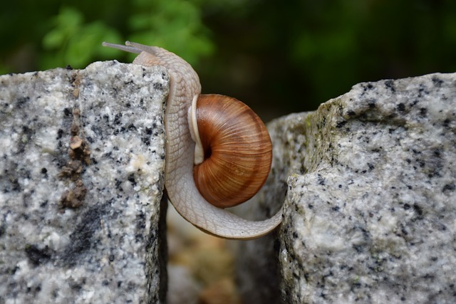 caracol esfuerzo extra